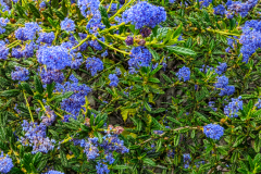 Califonia-blue-blossom
