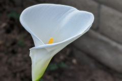 Side-view-of-Arum-lily