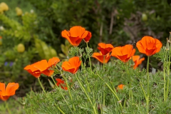 Side-view-of-California-poppy