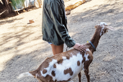 Goat-petting