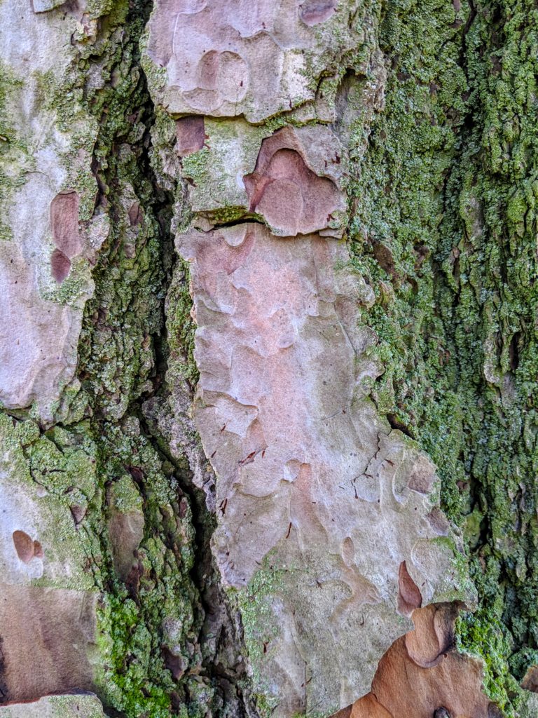 Tree bark with moss. Venice, CA