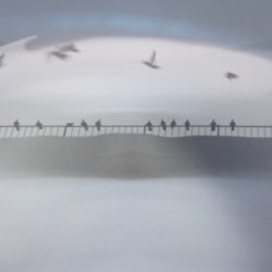 Birds on a Wire 10"x30"